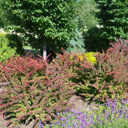 Sunjoy® Tangelo™ Barberry (Berberis thunbergii &