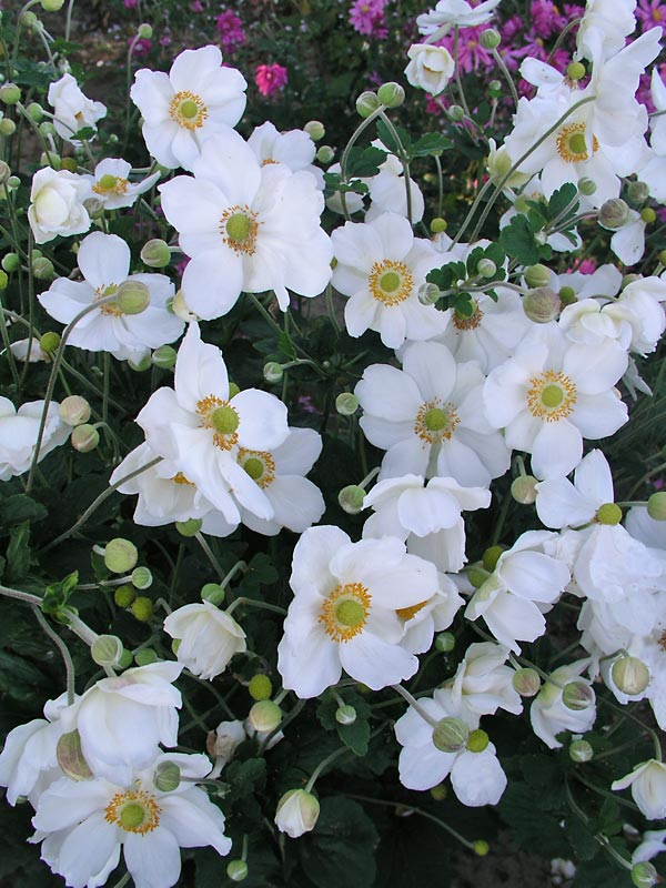 Honorine Jobert Windflower (Anemone x hybrida &