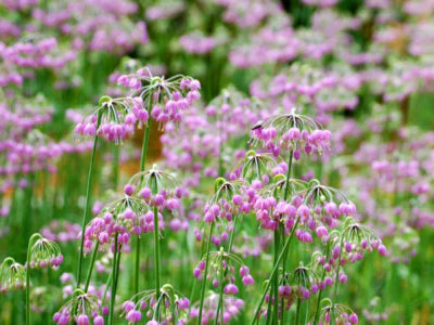 Nodding Onion (Allium cernuum) - 1 gallon