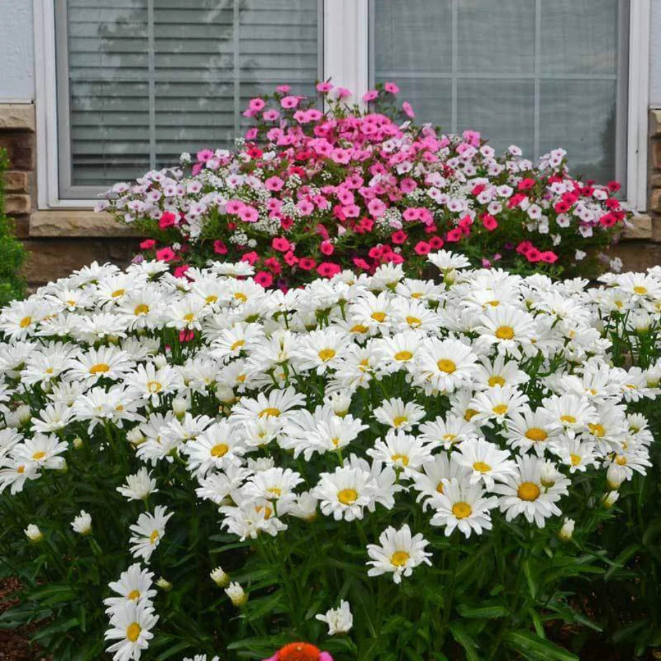 Amazing Daisies® Daisy May® Shasta Daisy (Leucanthemum x superbum &