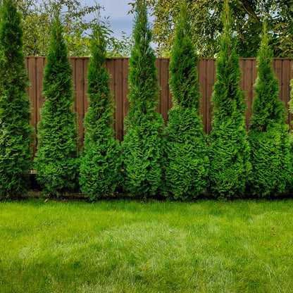 Full Speed A Hedge® American Pillar Arborvitae (Thuja occidentalis &