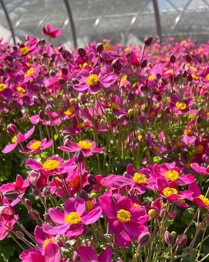 Red Riding Hood Windflower (Anemone &
