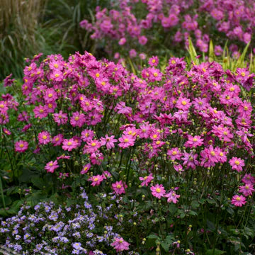 Curtain Call Pink Japanese Anemone (Anemone &