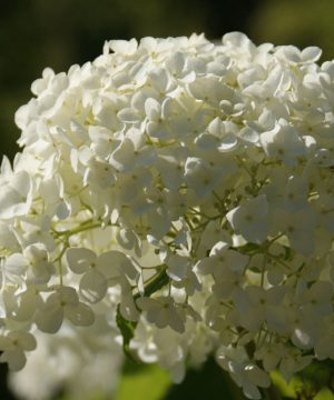 Tiny Quick Fire® Panicle Hydrangea (Hydrangea &