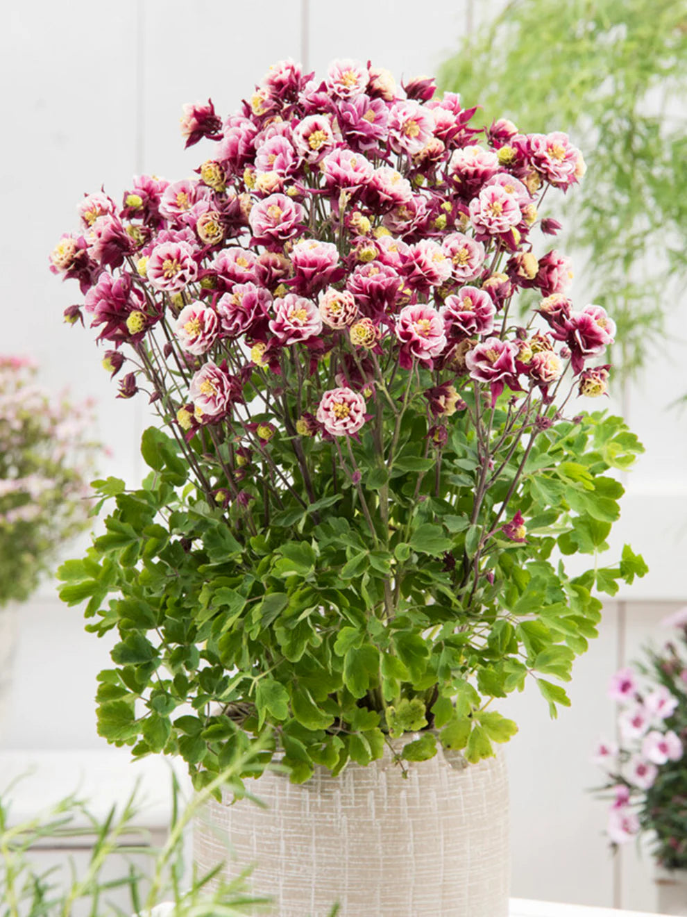 Winky Rose-Rose Columbine (Aquilegia &