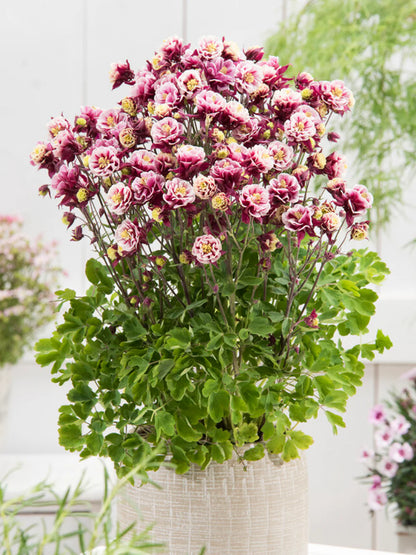 Winky Rose-Rose Columbine (Aquilegia &