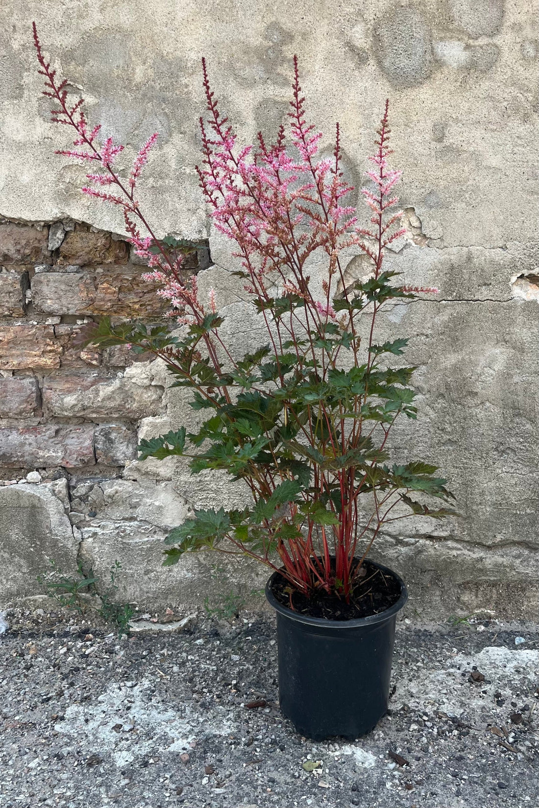 Delft Lace Astilbe (Astilbe &