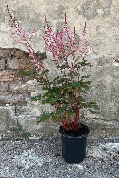 Delft Lace Astilbe (Astilbe &