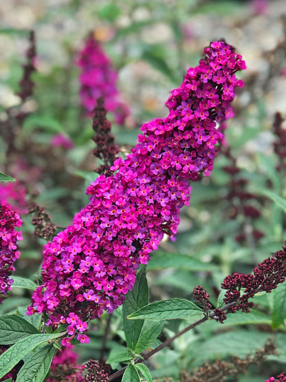 Buzz® Hot Raspberry Butterfly Bush (Buddleia &