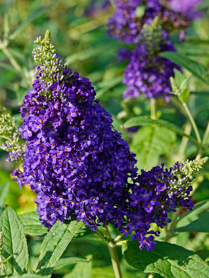 Buzz® Midnight Butterfly Bush (Buddleia &