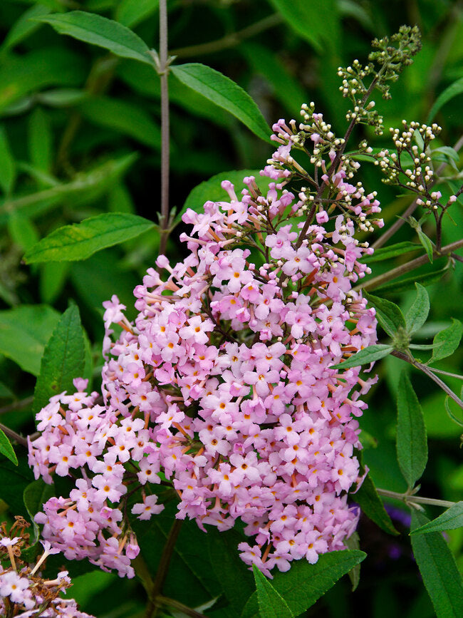 Pink Cascades Butterfly Bush (Buddleia &