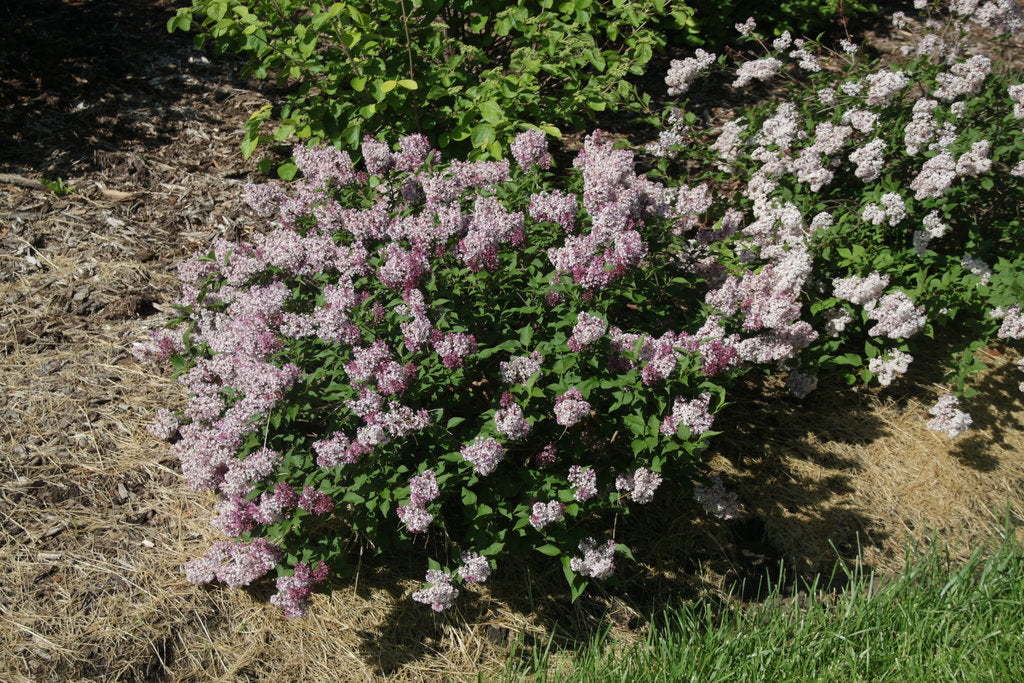 Baby Kim® Lilac (Syringa patula &