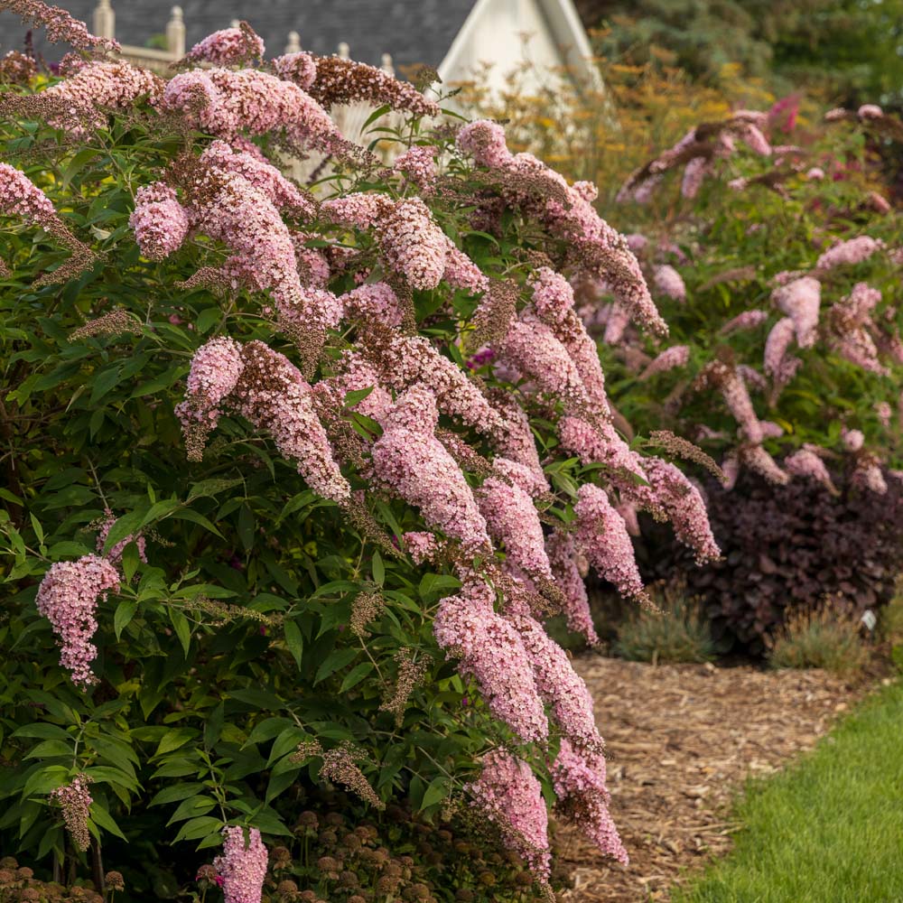 Pink Cascades Butterfly Bush (Buddleia &