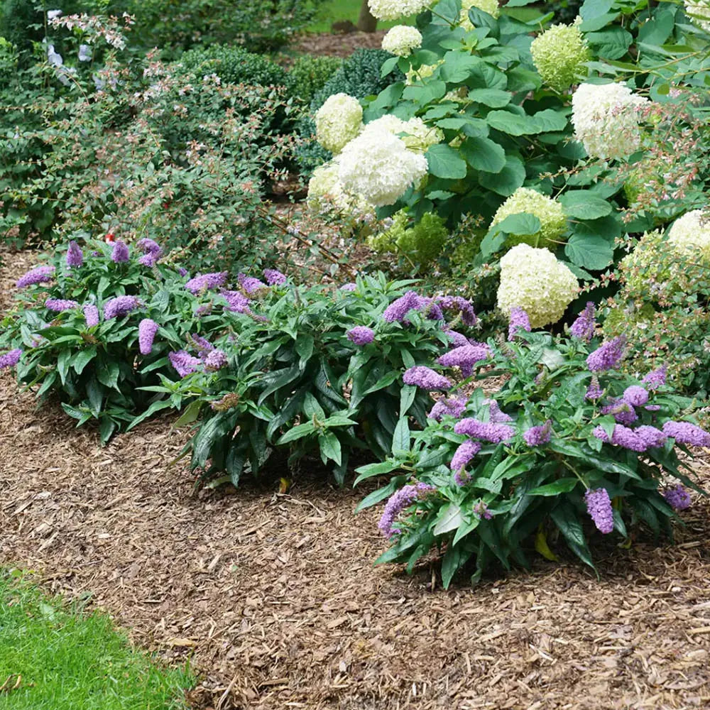 Pugster® Amethyst Butterfly Bush (Buddleia &