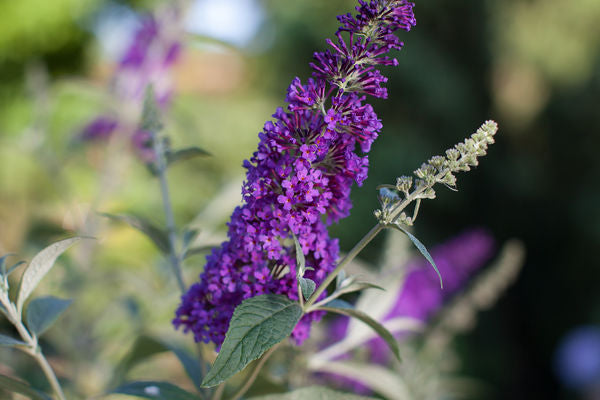 Psychedelic Sky™ Butterfly Bush (Buddleia ‘Psychedelic Sky&
