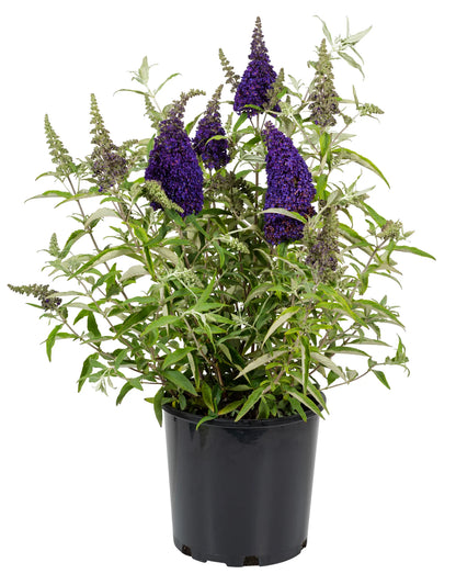 Buzz® Midnight Butterfly Bush (Buddleia &
