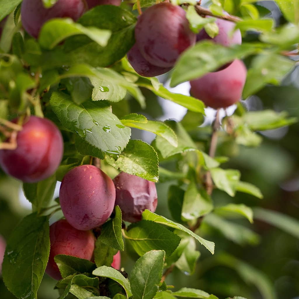 Burbank Plum Tree (Prunus salicina &