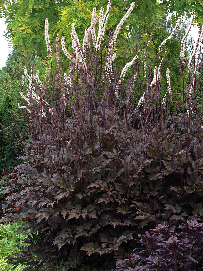 Hillside Black Beauty Bugbane (Cimicifuga R &
