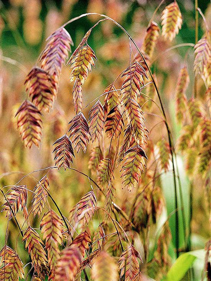 Northern Sea Oats (Chasmanthium latifolium &