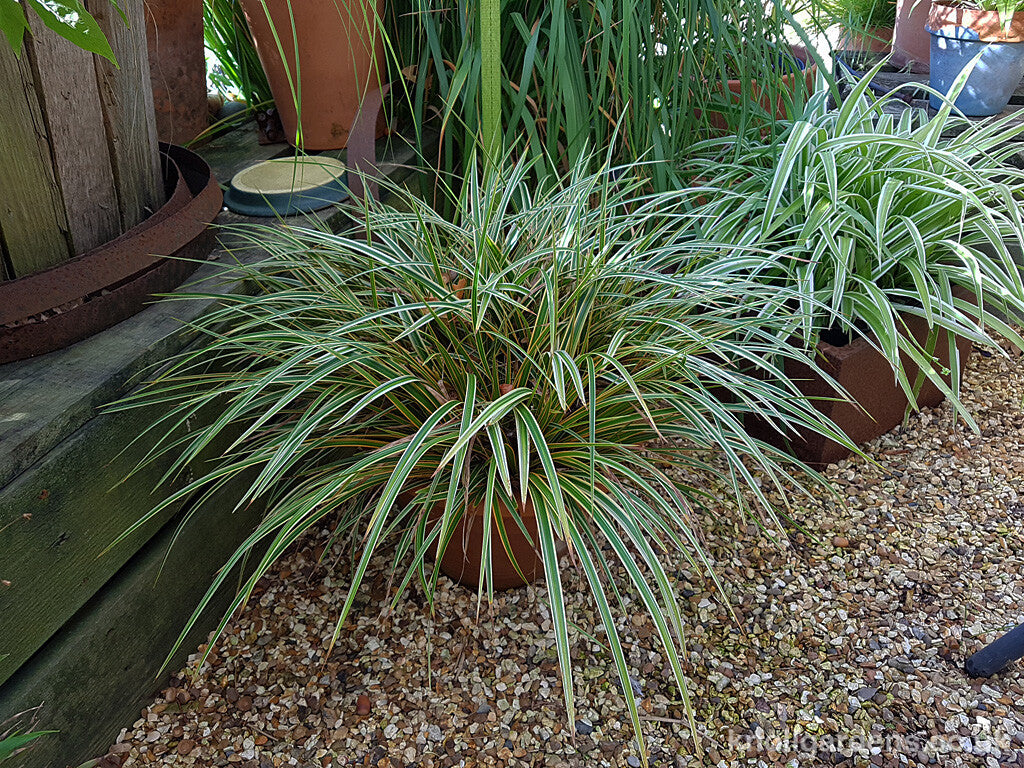 Grass Carex EverColor® Everglow (Carex &