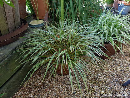 Grass Carex EverColor® Everglow (Carex &