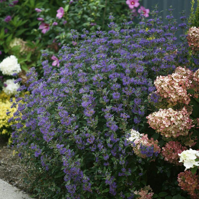 Beyond Midnight® Bluebeard (CARYOPTERIS BEYOND MIDNIGHT) - QT