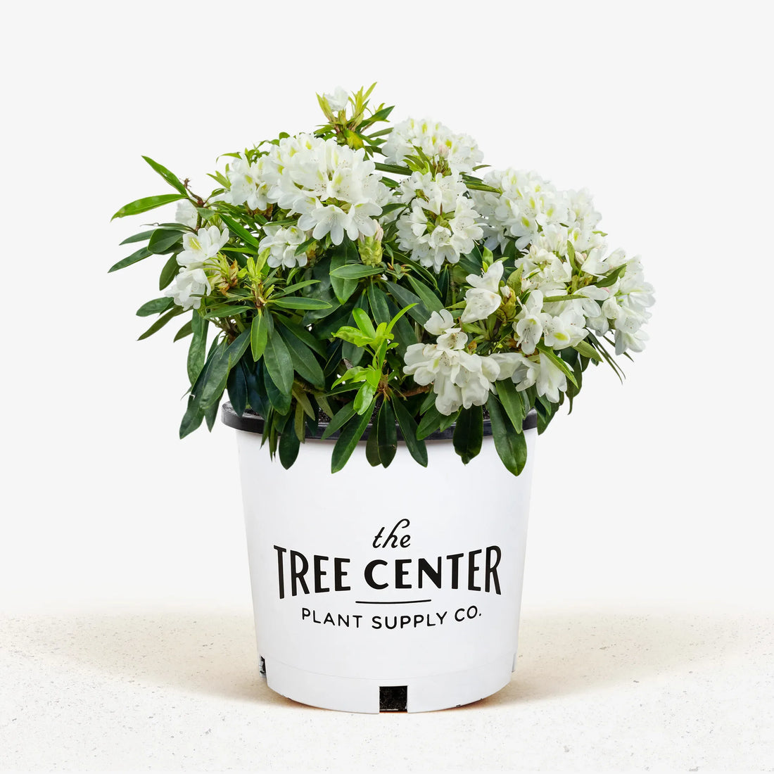 Chionoides Rhododendron (Rhododendron chionoides &