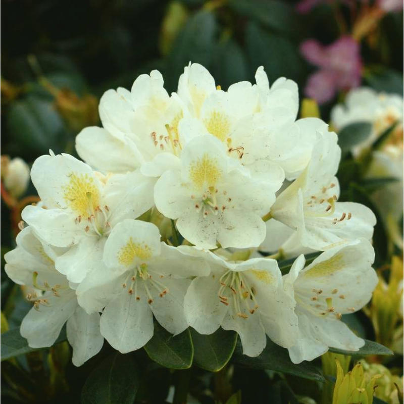 Chionoides Rhododendron (Rhododendron chionoides &
