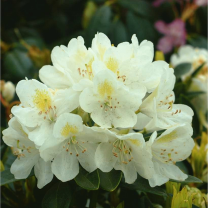 Chionoides Rhododendron (Rhododendron chionoides &