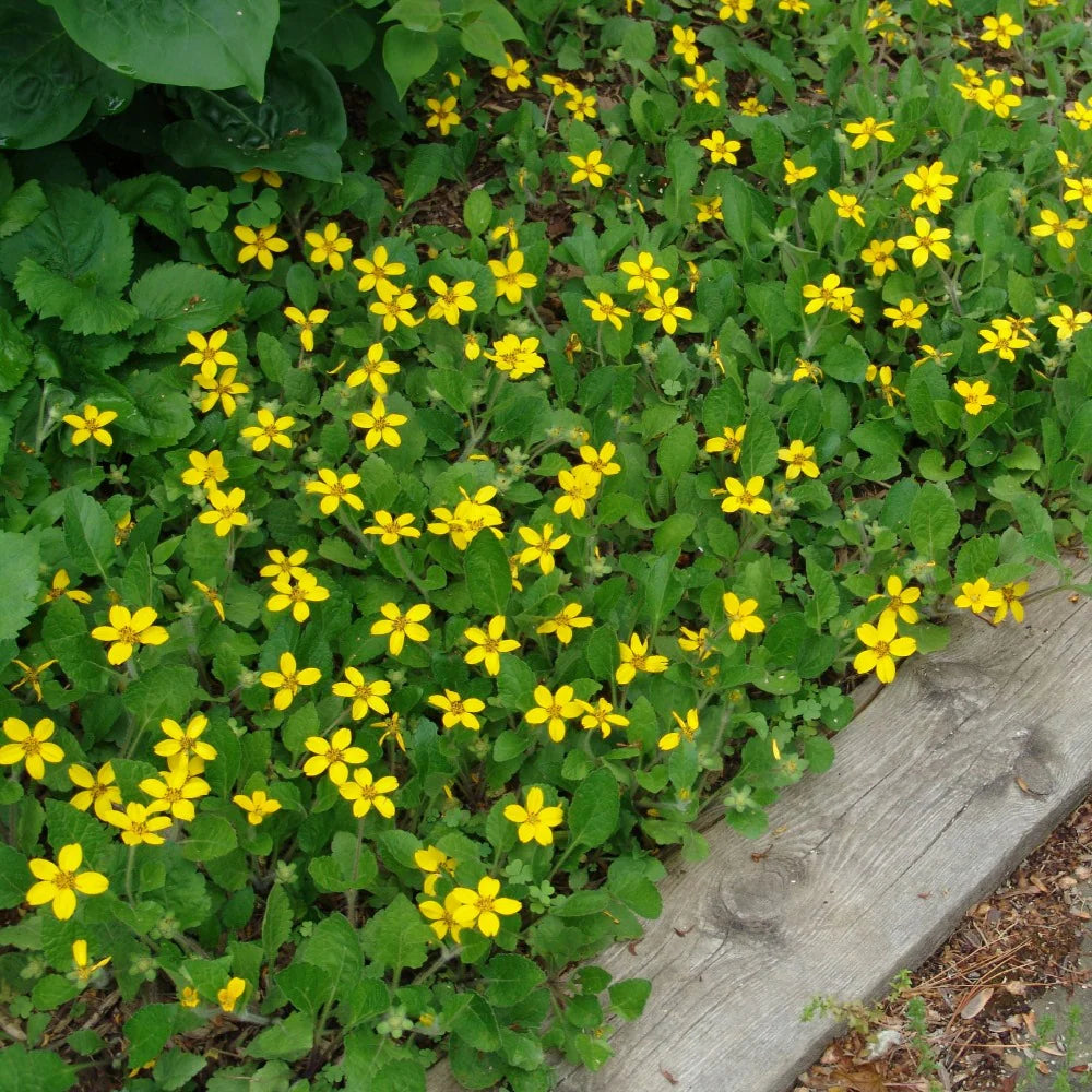 Green and Gold (Chrysogonum virginianum) - 1 gallon