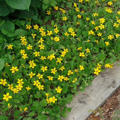 Green and Gold (Chrysogonum virginianum) - 1 gallon