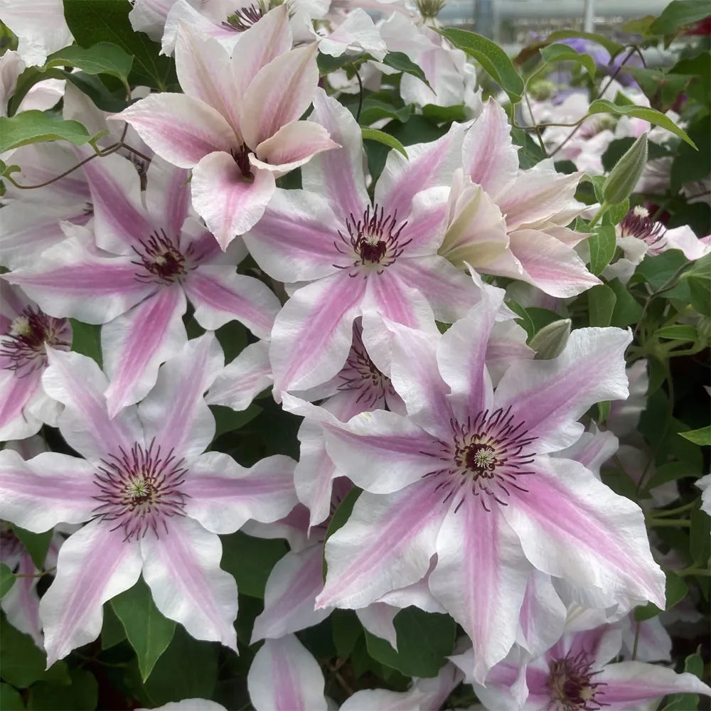 Elegant lavender clematis