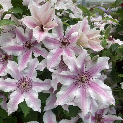 Elegant lavender clematis