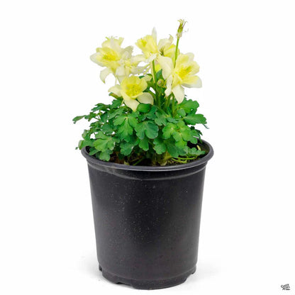 Kirigami™ Yellow Columbine (Aquilegia &