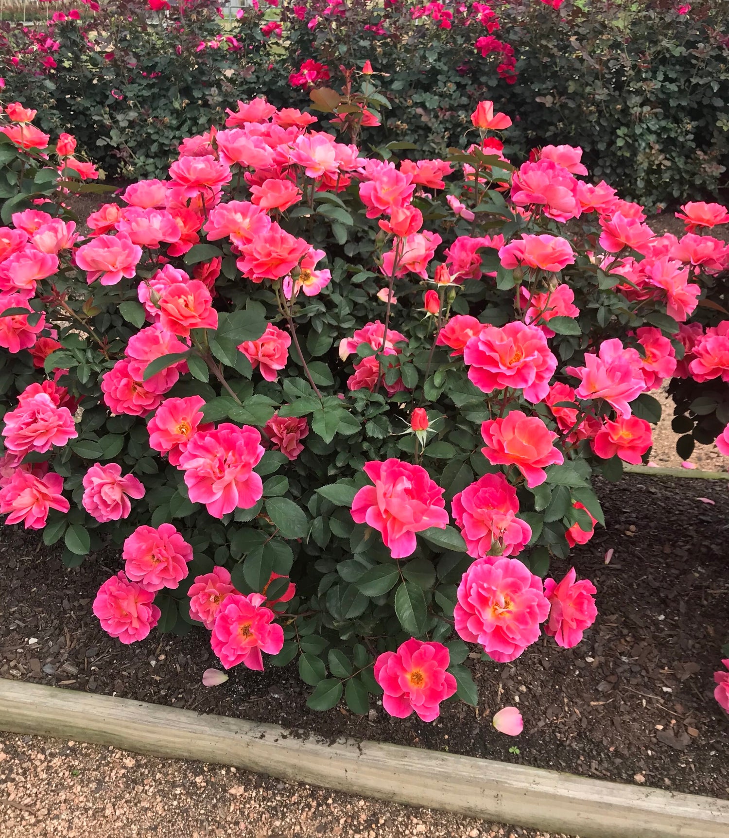Coral Miracle On The Hudson Rose (Rosa coral &