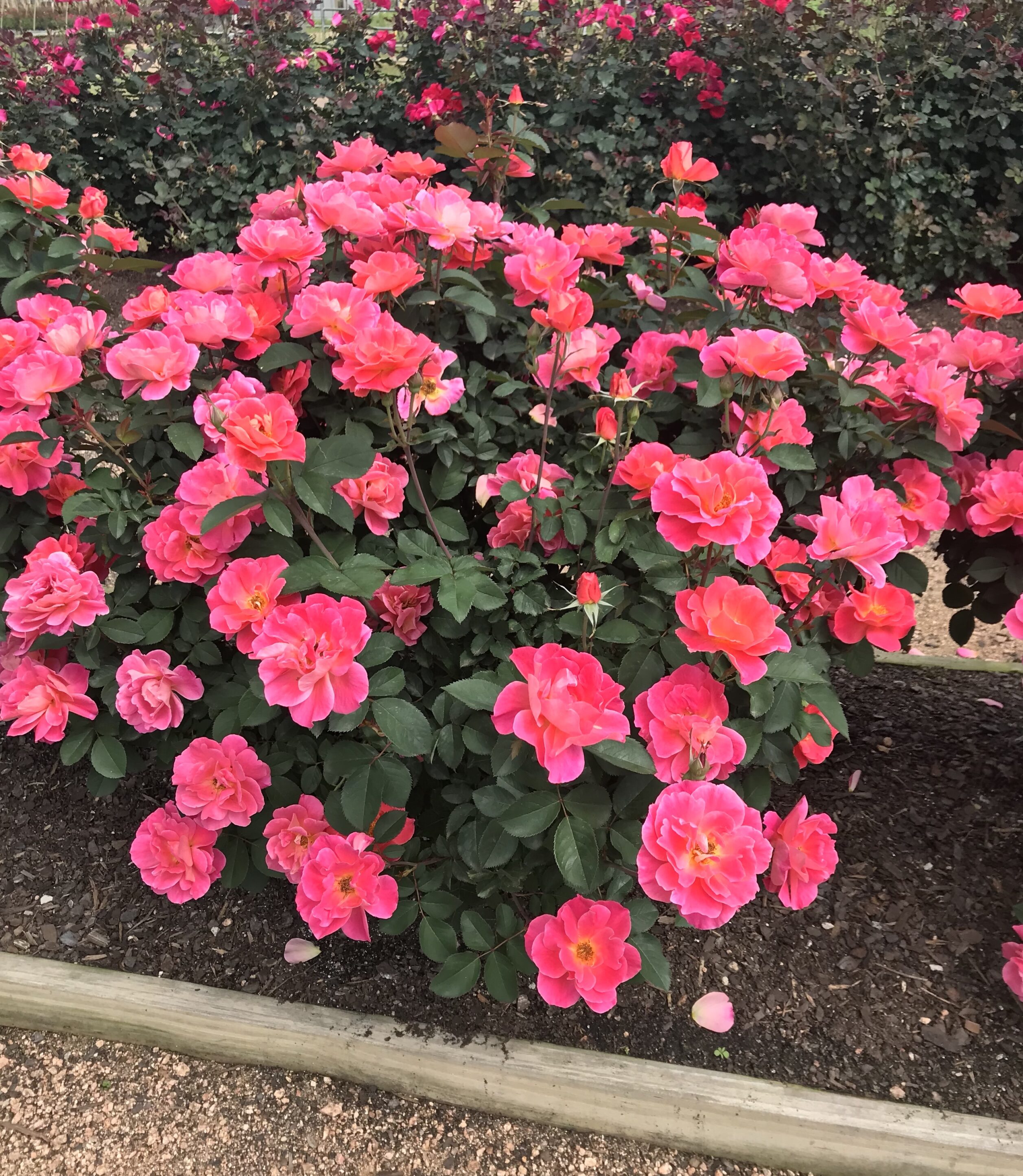 Coral Miracle On The Hudson Rose (Rosa coral &