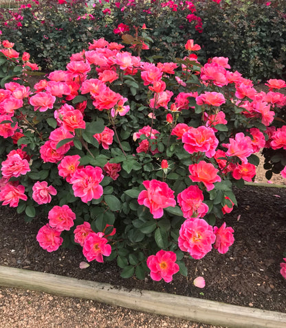 Coral Miracle On The Hudson Rose (Rosa coral &
