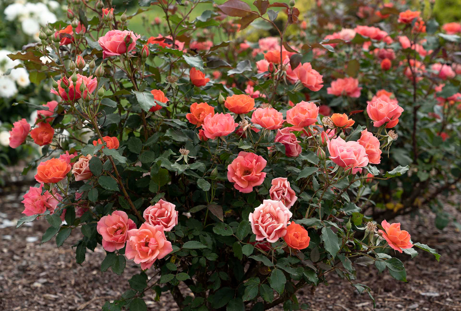 Coral Knock Out® Rose (Rosa K.O &