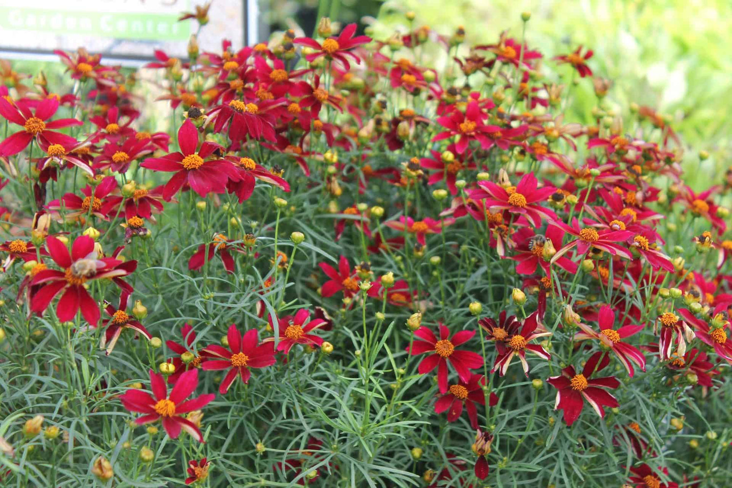 Red Satin Tickseed (Coreopsis &