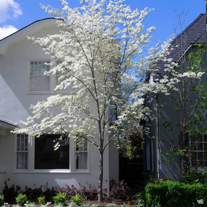 White Flowering Dogwood (Cornus florida) - 3 gallon