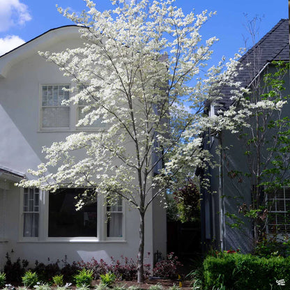 White Flowering Dogwood (Cornus florida) - 3 gallon
