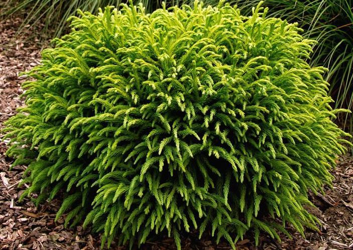 Globosa Nana Japanese Cedar (CRYPTOMENRIA J GLOBOSA NANA) - 3 gallon