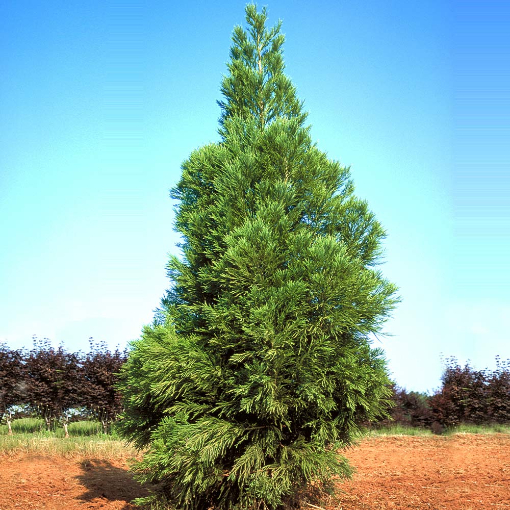 Yoshino Japanese Cedar (CRYPTOMENRIA J YOSHINO) - 5 gallon