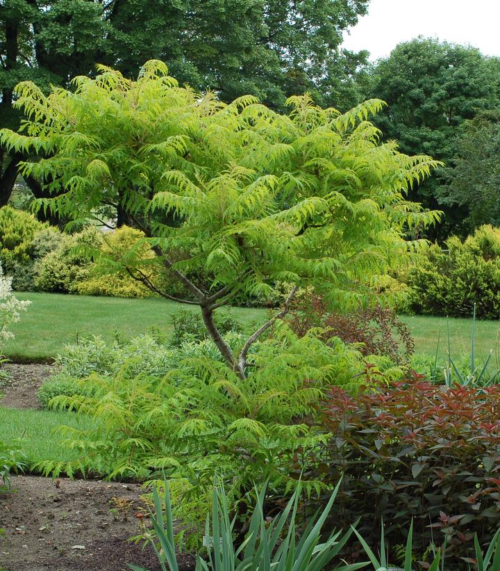 Tiger Eyes® Cutleaf Staghorn Sumac (Rhus typhina &