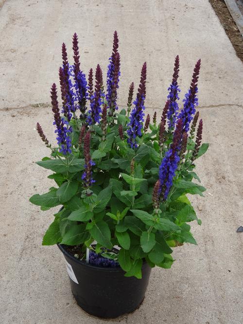 Sensation® Sky Blue Meadow Sage (Salvia nemerosa &