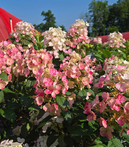 Little Quick Fire® Panicle Hydrangea (Hydrangea pan ‘Little Quick Fire&