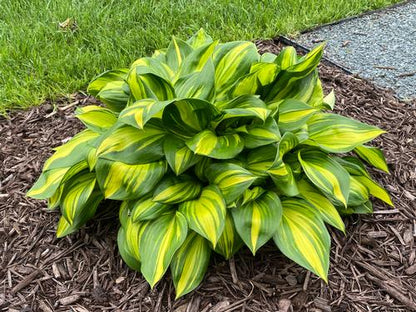 Hosta Rainbows End (Hosta rainbows &