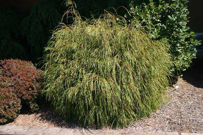 Whipcord Western Red Cedar (Thuja plicata &