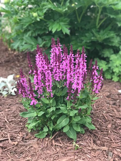 Rose Marvel Salvia (Salvia nemerosa &