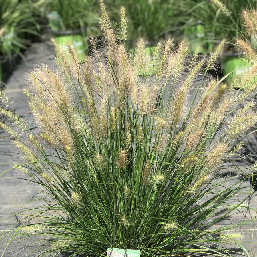 Grass Hush Puppy™ (Pennisetum &
